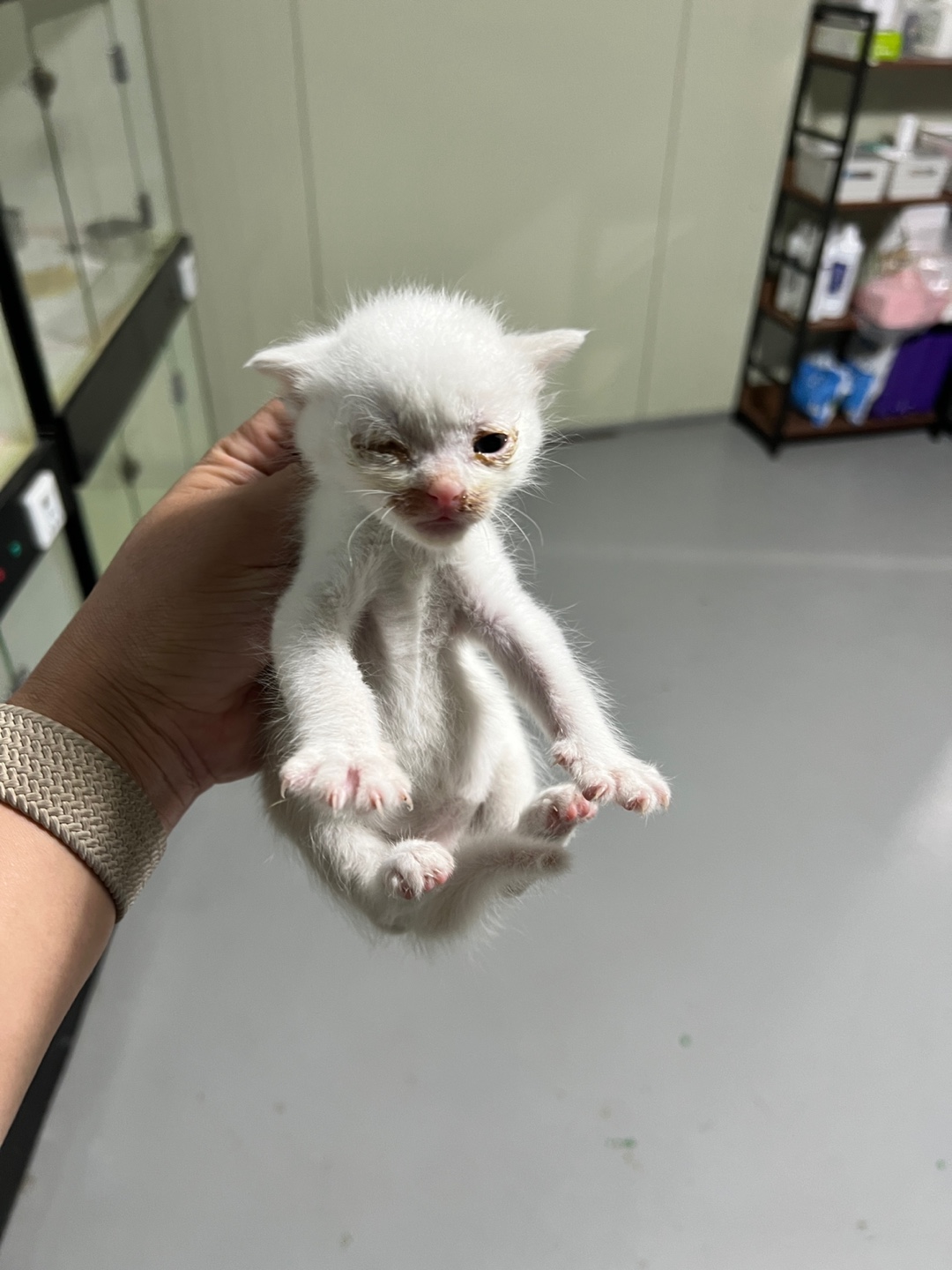 보호중 한국 고양이…